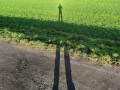Long Shadow in Field, Ponteland